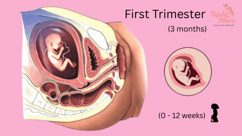 pregnant belly stages