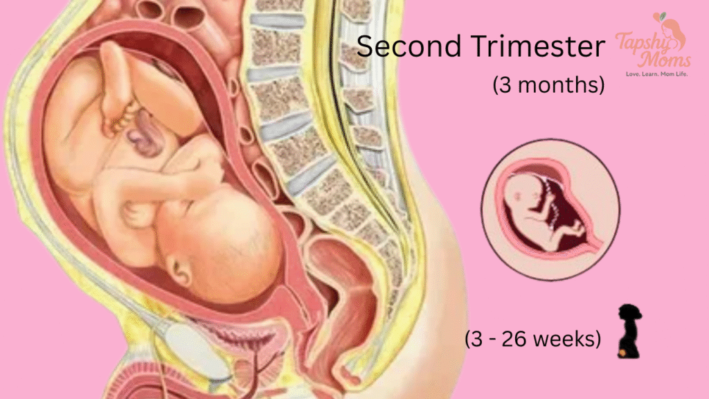 pregnant belly stages