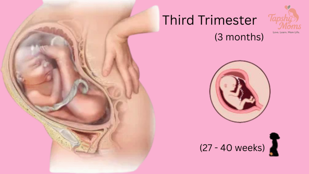 pregnant belly stages