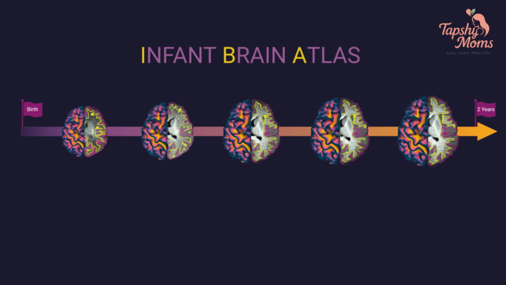 brain development
